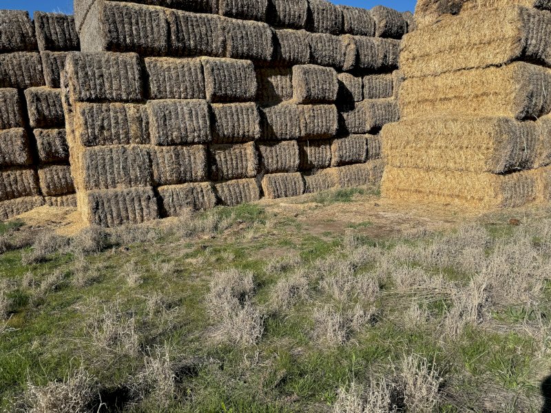200mt Barley Straw 500kg 8x4x3 Bales