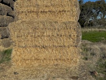 200mt Barley Straw 500kg 8x4x3 Bales