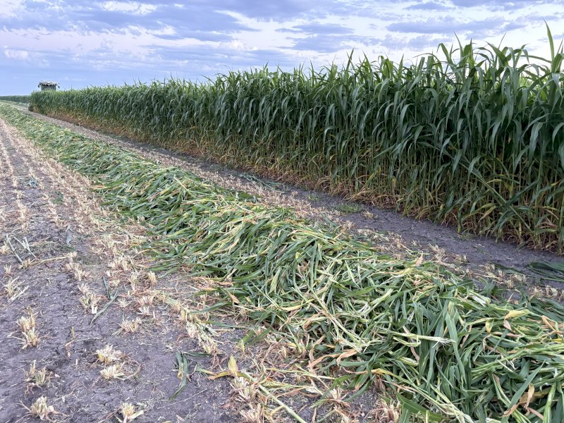 430mt Sorghum Hay 8x4x3 HD Bales