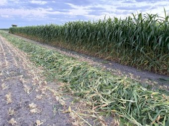 430mt Sorghum Hay 8x4x3 HD Bales