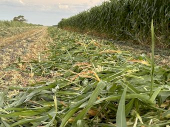 430mt Sorghum Hay 8x4x3 HD Bales