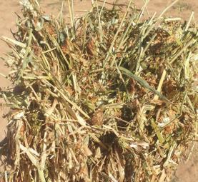 170mt Clover Hay 670kg 8x4x3 Bales