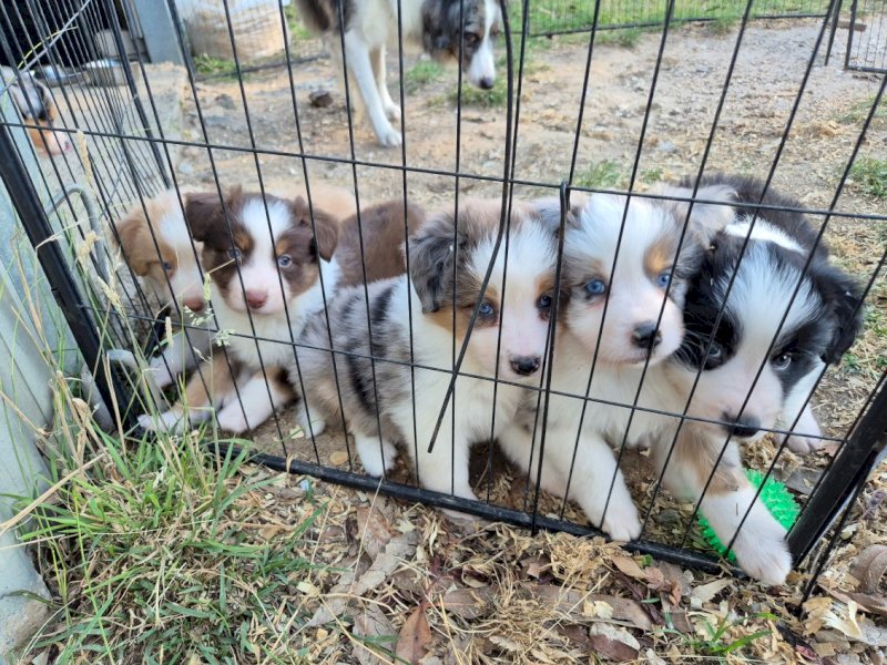 Border Collie Pup LAST ONE