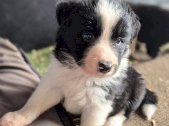 Border Collie Pup LAST ONE