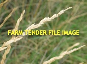 Tall Wheat Grass Seed