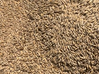 100mt Yallara Seed Oats