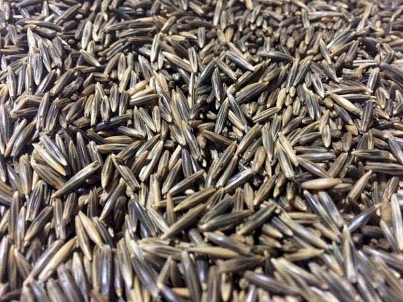 WANTED 3-4 mt Saia Oats