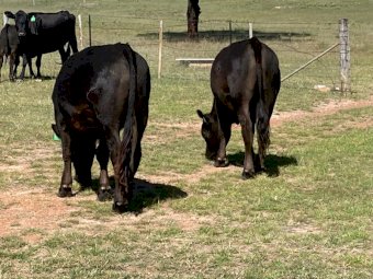 Rangeland Steers x 10