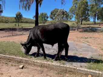 Rangeland Steers x 10