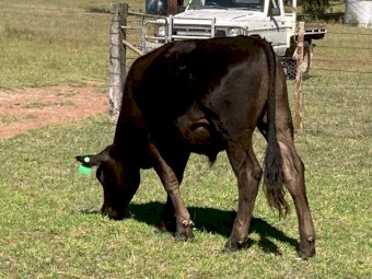 Rangeland Steers x 10