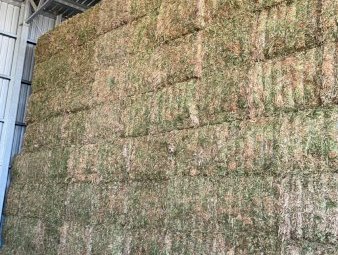 24' Season Vetch Hay 8x4x3 Bales