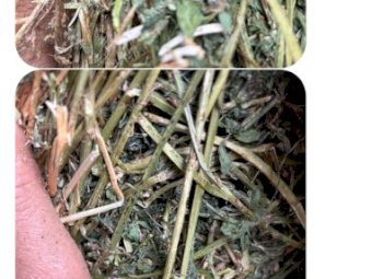 175mt Lucerne Hay 580kg 8x4x3 Bales