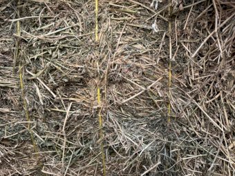 50mt Lucerne Hay 600kg 8x4x3 Bales