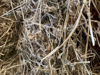 50mt Lucerne Hay 600kg 8x4x3 Bales