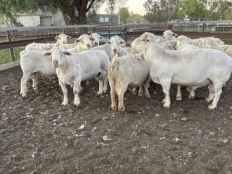 White Dorper Rams