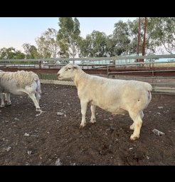 White Dorper Rams