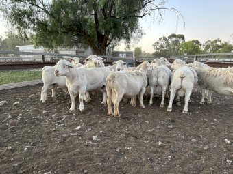 White Dorper Rams