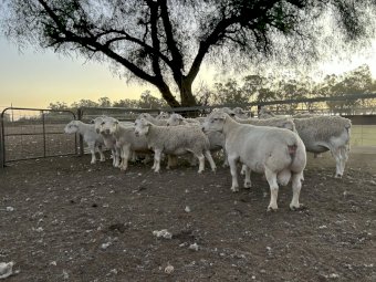 White Dorper Rams