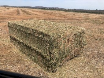 170mt Vetch Hay 630kg 8x4x3 Bales