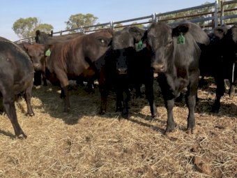 12 Pure Angus Heifers