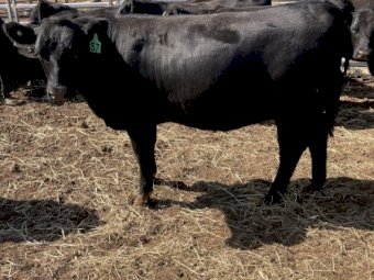 12 Pure Angus Heifers