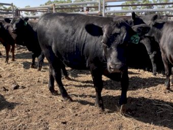 12 Pure Angus Heifers