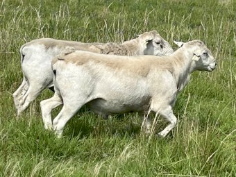 Australian White Aitken Tattykeel blood Rams