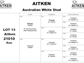 Australian White Aitken Tattykeel blood Rams
