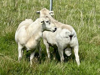 Australian White Aitken Tattykeel blood Rams