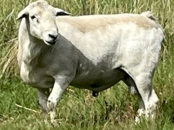 Australian White Aitken Tattykeel blood Rams