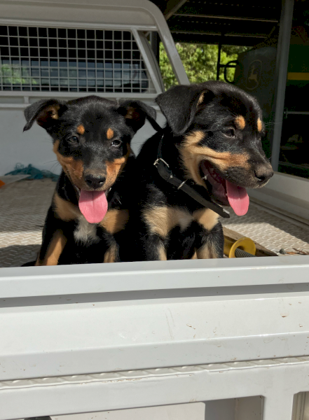 Kelpie pups