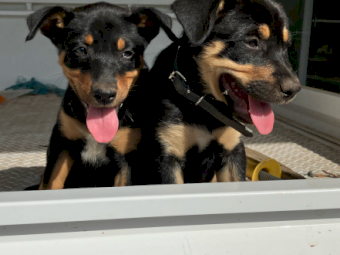 Kelpie pups