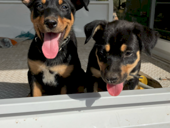 Kelpie pups
