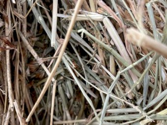 250mt Clover Hay 650kg 8x4x3 Bales