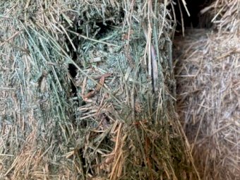 200mt Lucerne Hay 650kg 8x4x3 Bales