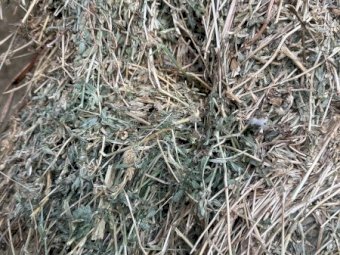 200mt Lucerne Hay 650kg 8x4x3 Bales