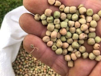 Oura Field Peas