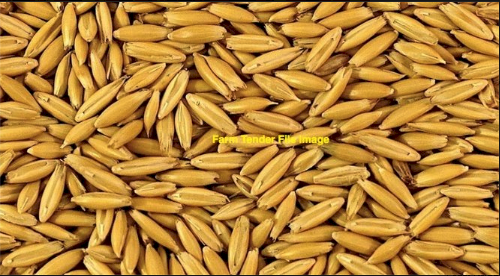 WANTED  150MT Yallara Oat Seed