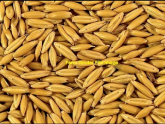 WANTED  150MT Yallara Oat Seed