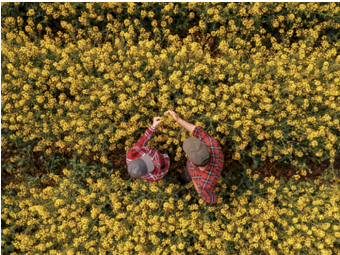 CANOLA SEED (SPRING) - Exclusive High Volume Discount Offer