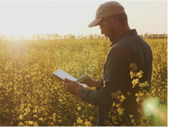 CANOLA SEED (WINTER)  - Exclusive High Volume Discount Offer