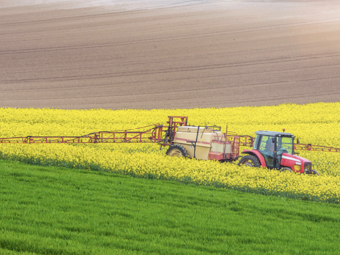 CANOLA SEED (WINTER)  - Exclusive High Volume Discount Offer