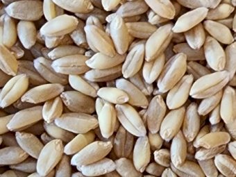 5MT Sundancer Wheat Seed