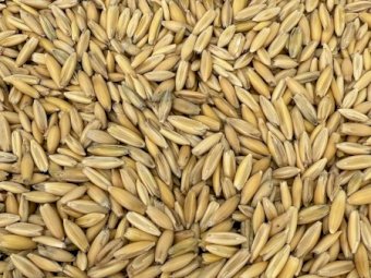 20MT Yallara Oats in Bulka Bags