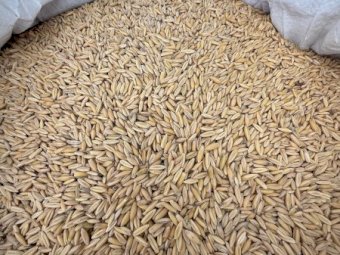 20MT Yallara Oats in Bulka Bags