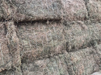 100mt Vetch Hay 640kg 8x4x3 Bales