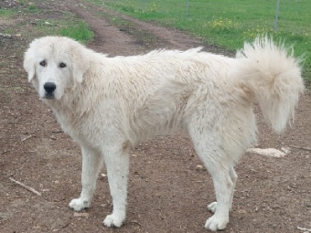 Maremma Sheep Dog