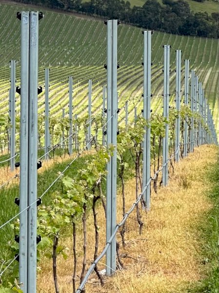 Steel posts suitable for vineyard trellises or exclusion fencing