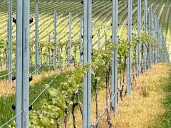 Steel posts suitable for vineyard trellises or exclusion fencing