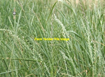 WANTED  Long Term Cattle Agistment